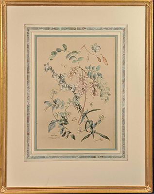 Vintage Framed Botanical Acacia Rose Print. Acacia Rose Campanule Pyramidale 