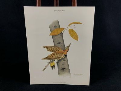 Vintage Wildlife Artist Jim Oliver "Yellow Shafted Flicker" Signed 156 / 3000 Lithograph Print. A 
