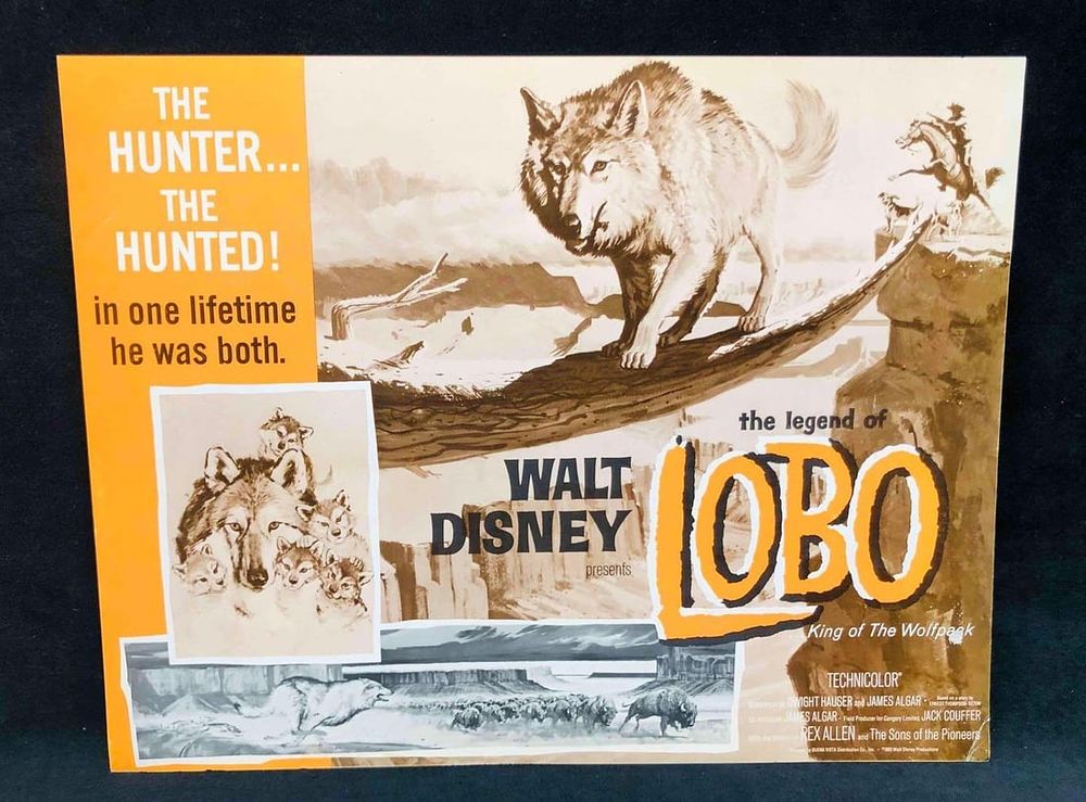 Lot 173: 8 Lobby Cards Walt Disney The Legend Of Lobo King Of The Wolfpack 1962 (4)