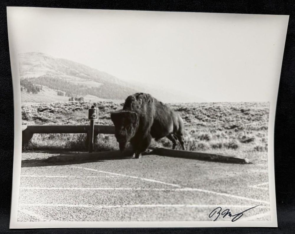 Lot 418: Buffalo Parking Silver Gelatin Print Yellowstone