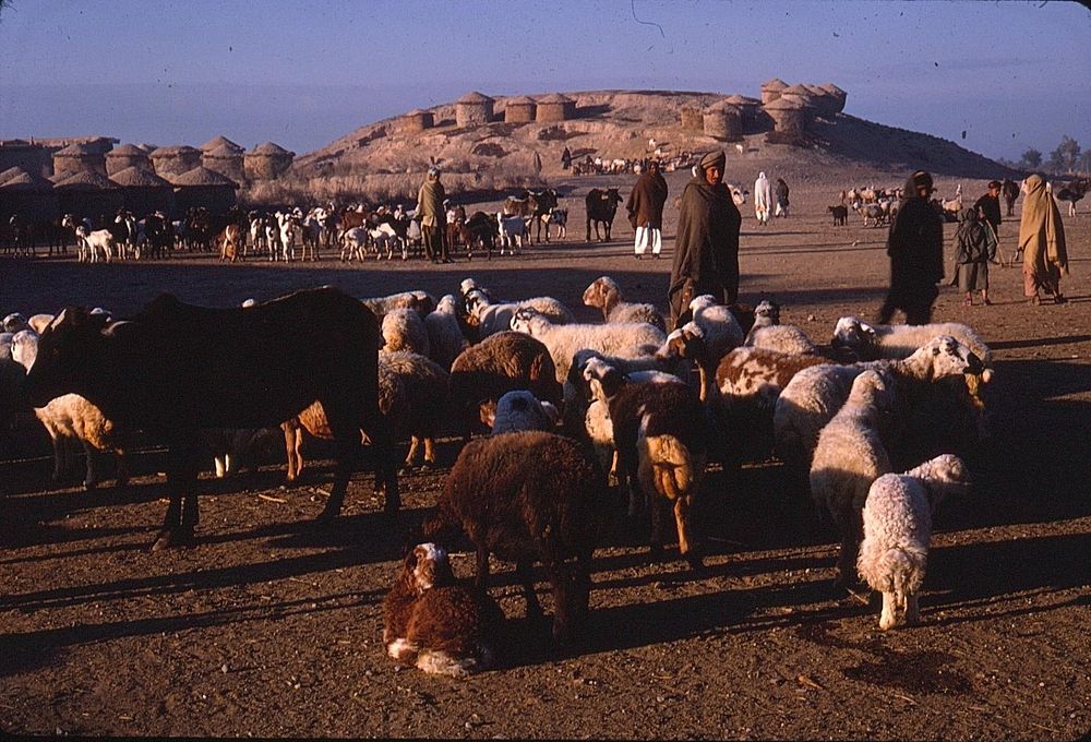 Lot 414: Kodachrome Photo Slide and Digital Print Set Shepherds with Flock Rural Village Scene