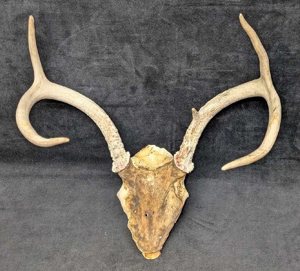 Lot 355: 5 Point Deer Antler Skull Cap Attached