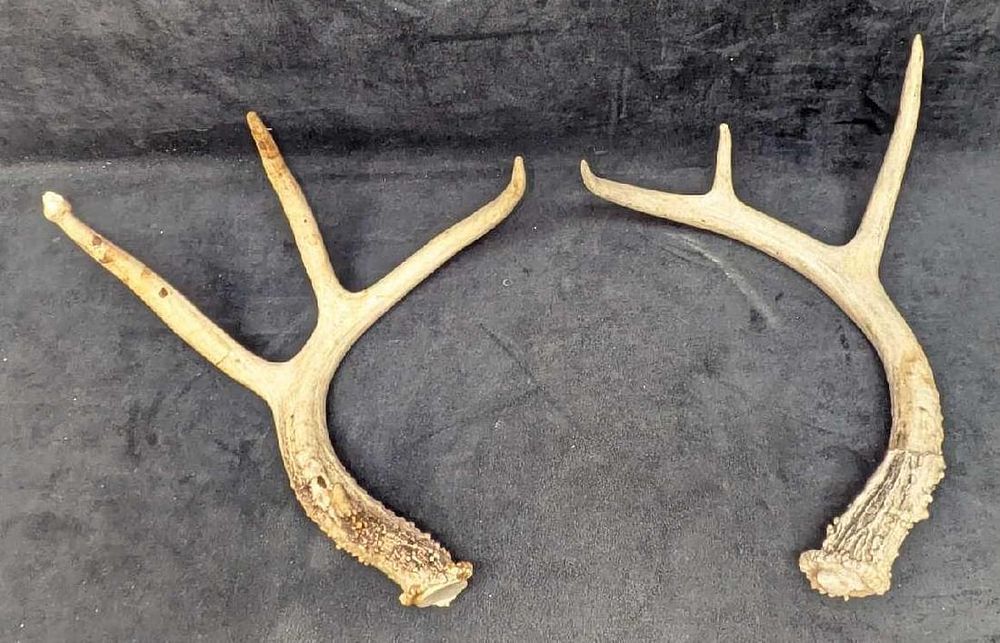 Lot 429: 2 Deer Shed Antlers A1