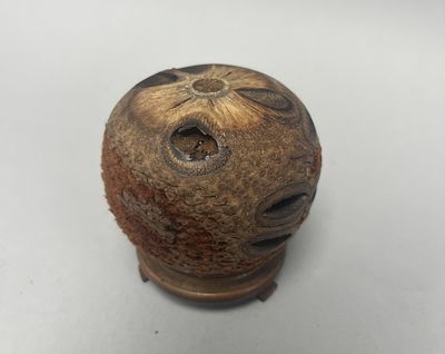 An Australian Banksia Pod, a roughly spherical, dried botanical object. It is predominantly a 