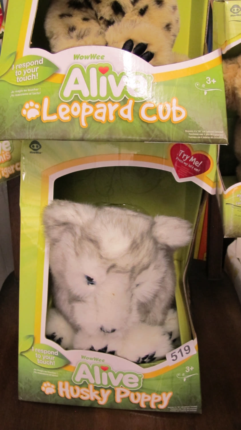 Lot 519: Alive Husky puppy