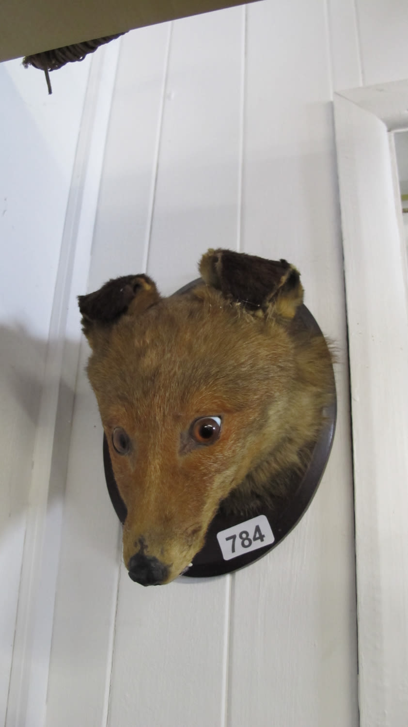 Lot 784: taxidermy fox head