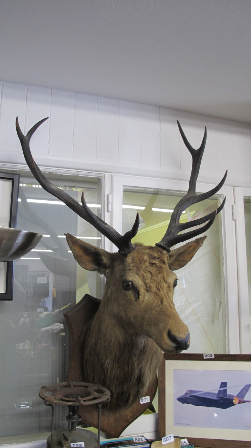 Lot 801: taxidermy stags head