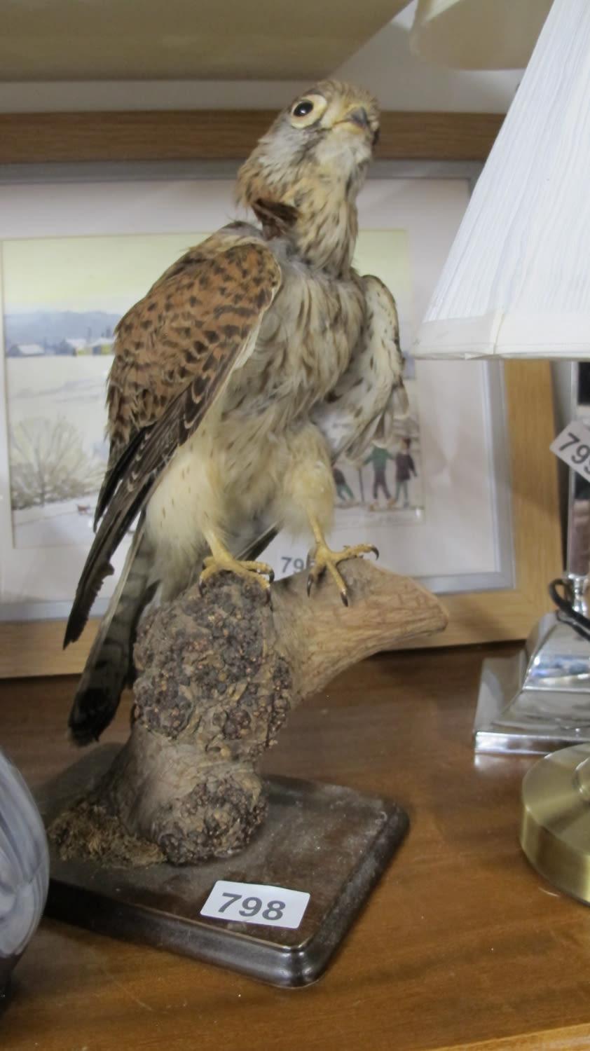 Lot 798: Taxidermy kestrel
