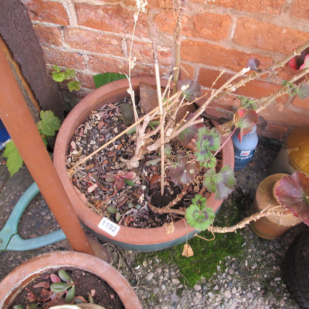 Lot 1192: Garden planter