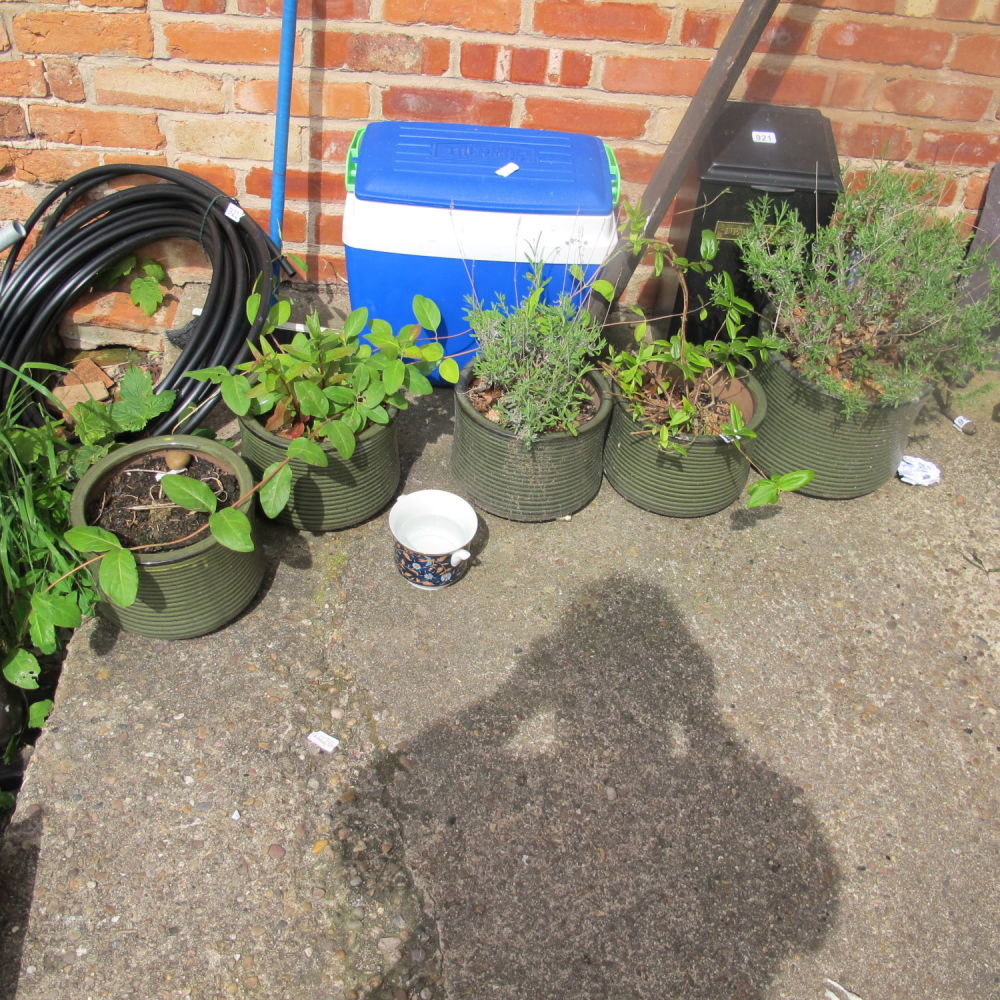 Lot 920: Various plants in green garden planters