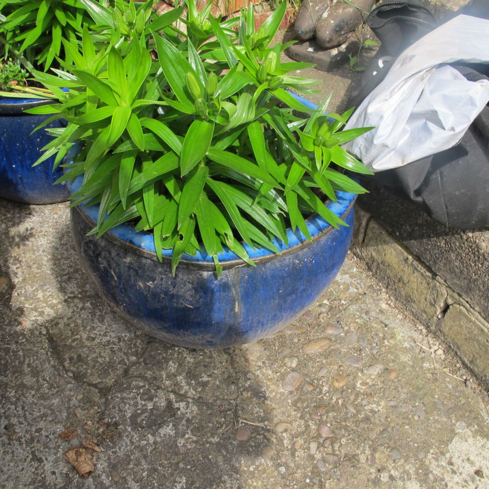 Lot 925: Plants in large glazed blue planter 