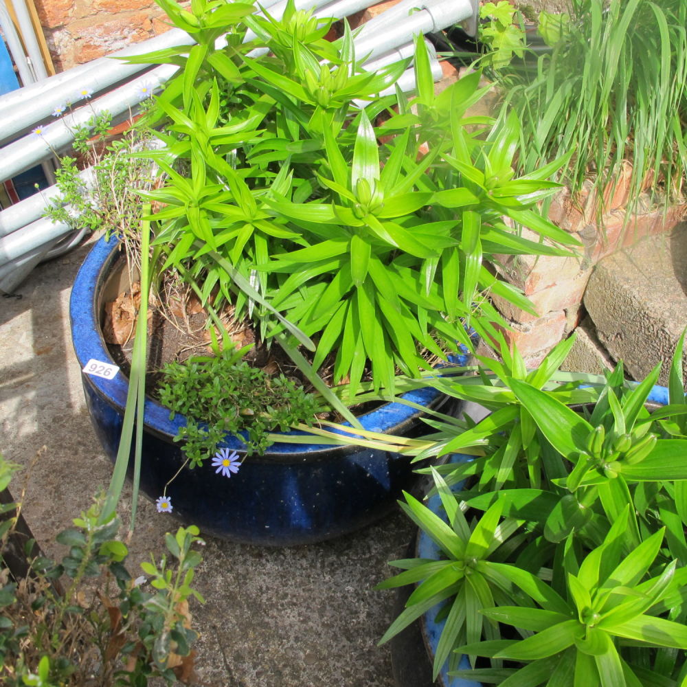 Lot 926: Plants in large glazed blue planter 