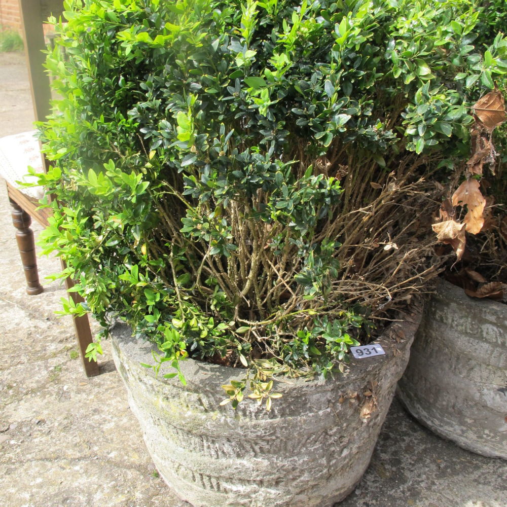 Lot 931: Nice bush in stoneware planter