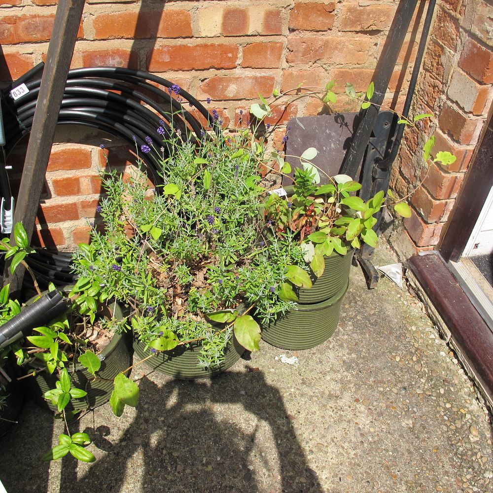 Lot 837: plant pots 