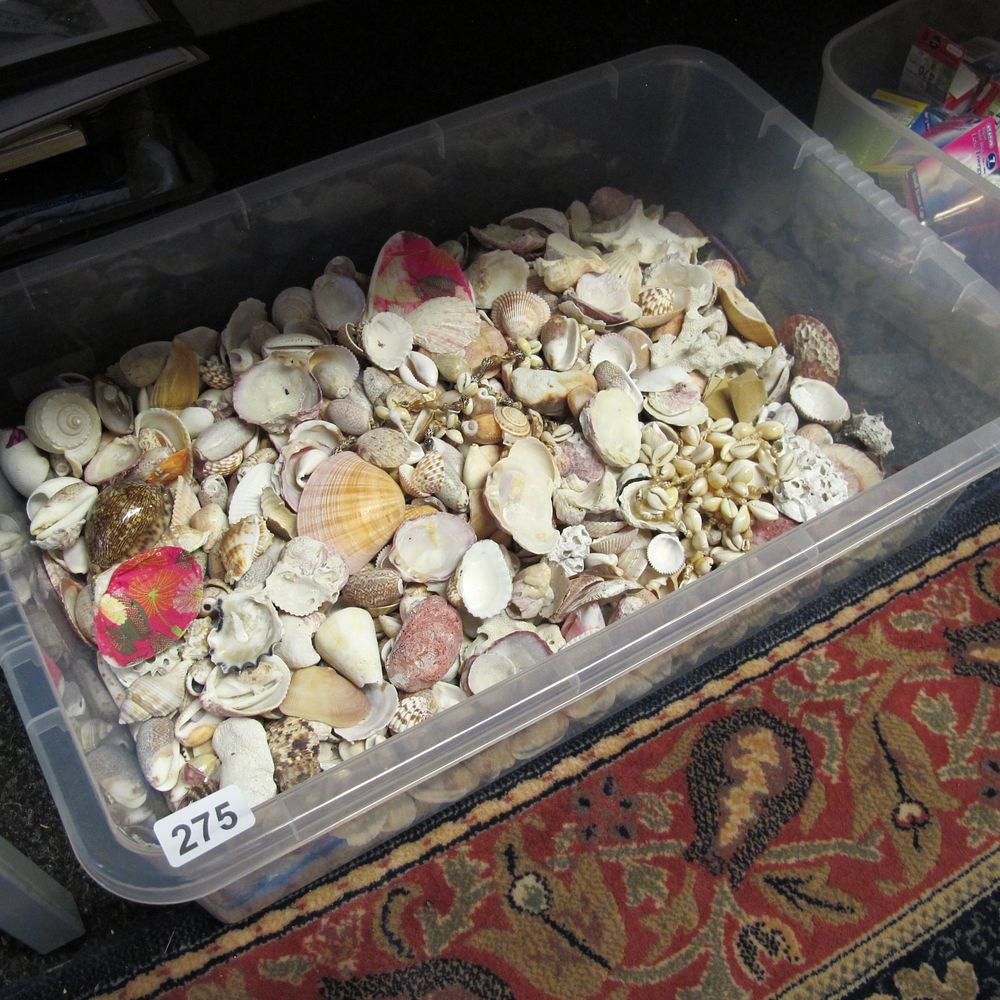 Lot 275: Large box of shells 