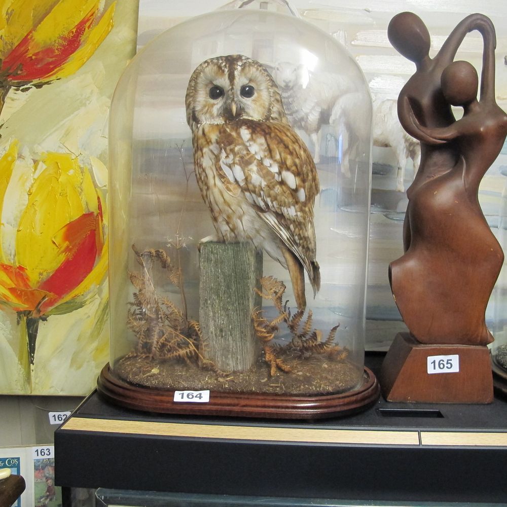 Lot 164: taxidermy owl in a glass cloche