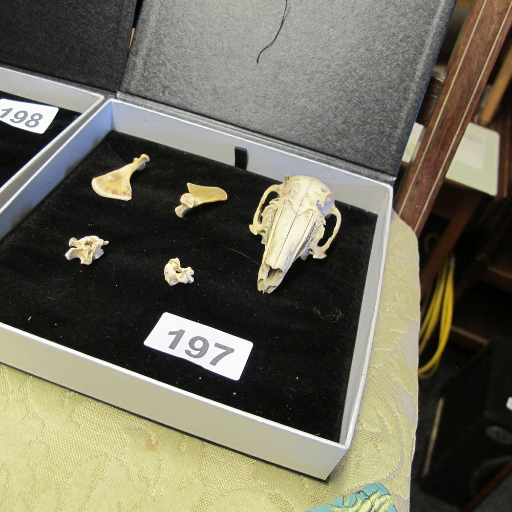 Lot 197: A Collection of Natural History Specimens: A Rabbit...