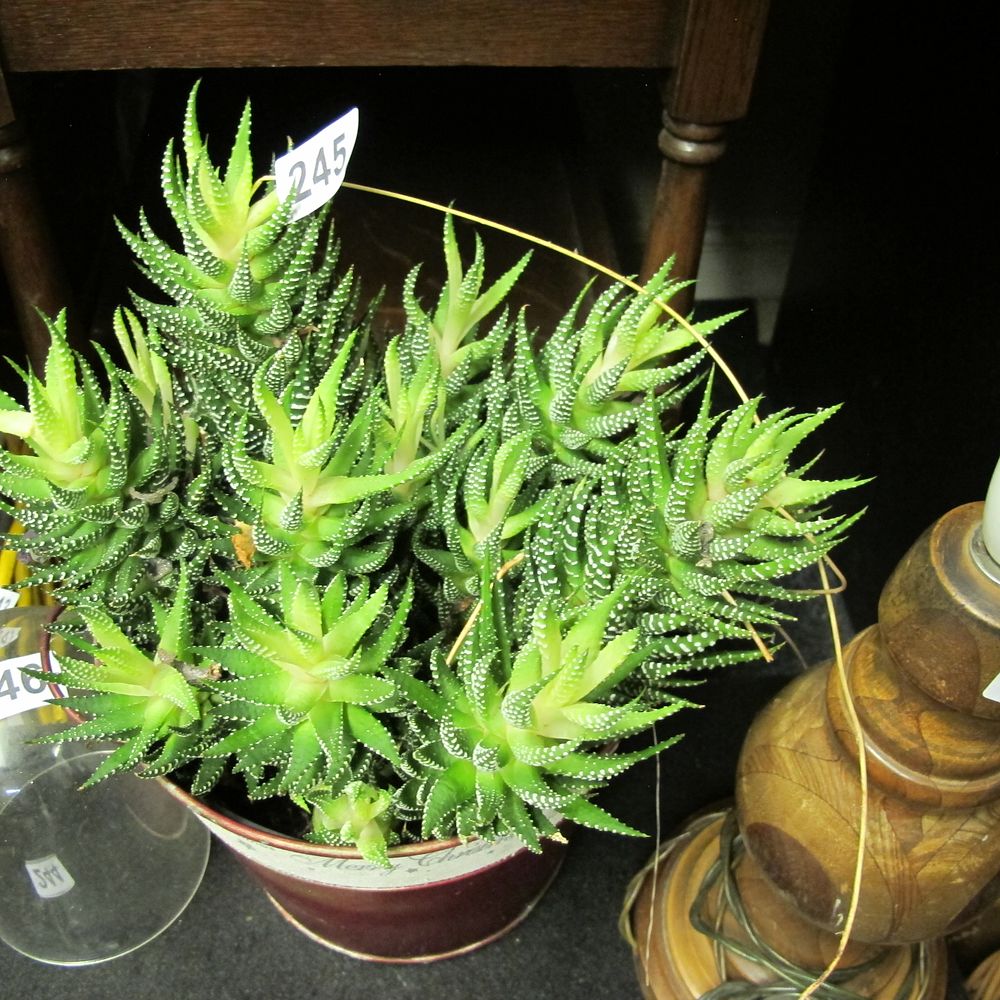 Lot 245: A Potted Haworthia Succulent Plant