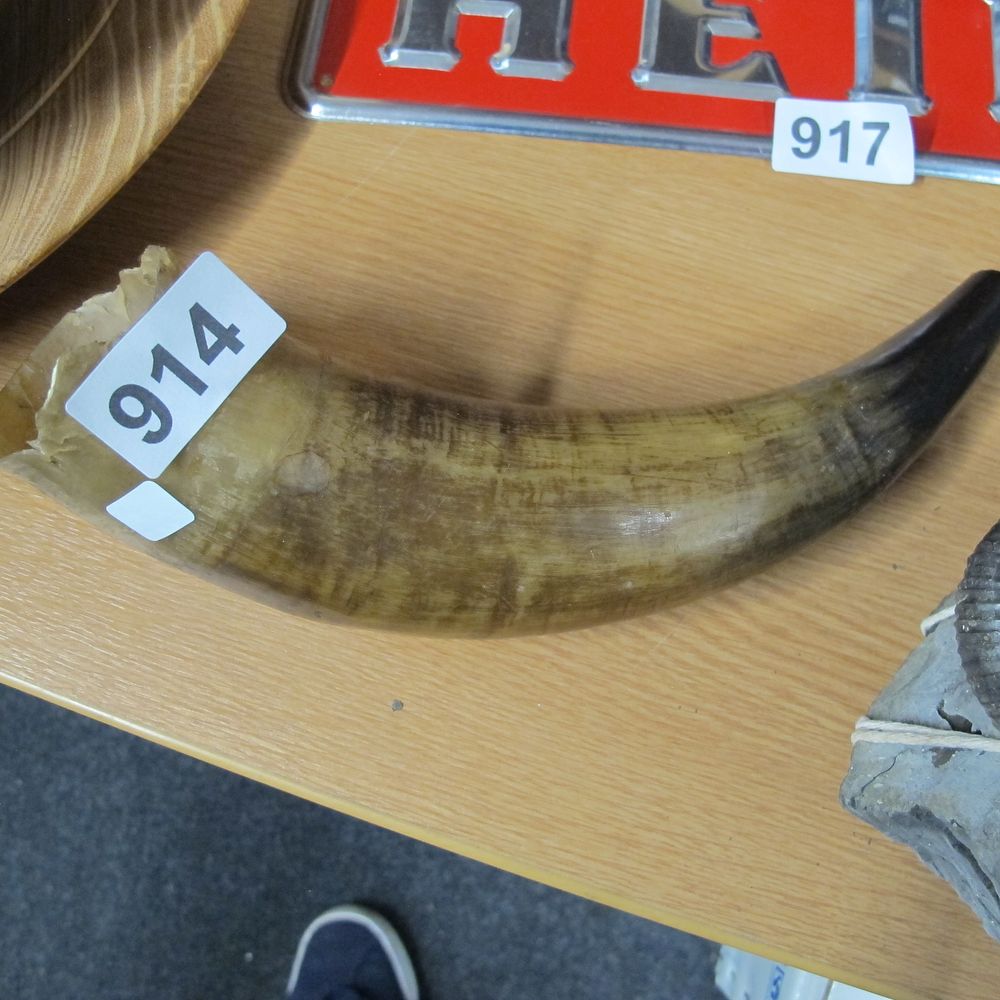 Lot 914: Bovine (Bos taurus) Natural Horn Specimen, Unmounted
