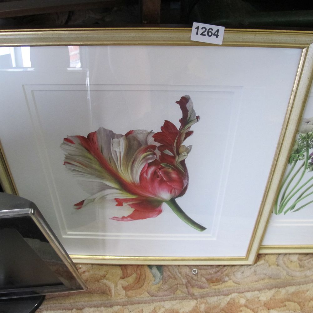 Lot 1264: A Pair of Framed Botanical Floral Studies