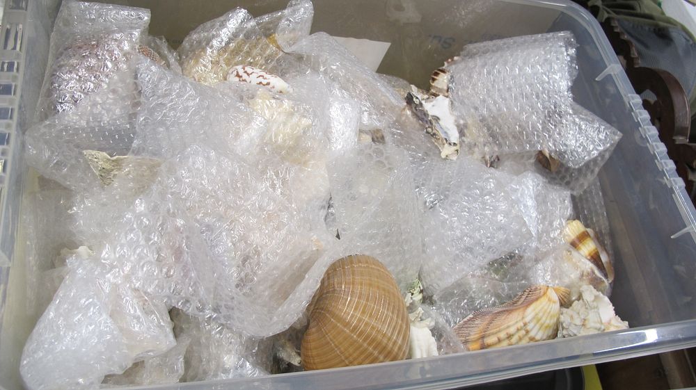 Lot 1093: An Assortment of Marine Specimen Shells