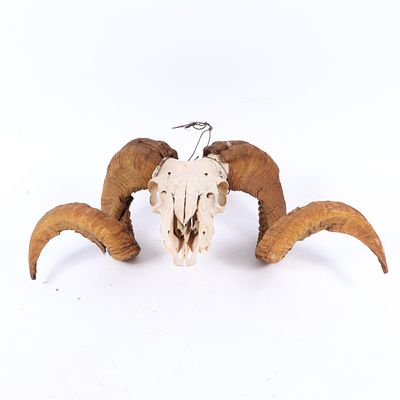 Ram skull with full-curl horns, likely from an Argali 9 1/2 H X 5 W (skull); 8 H X 23 W (horns)