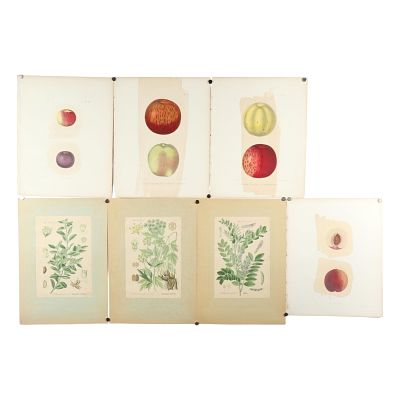 Seven antique 19th century botanical prints: Common Boxwood, Licorice plant, Lovage plant 
