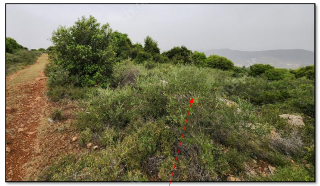 יצחק רייס | משרד עו"ד ורו"ח | התמחרות אינטרנטית - מקרקעין בגליל התחתון כונס נכסים