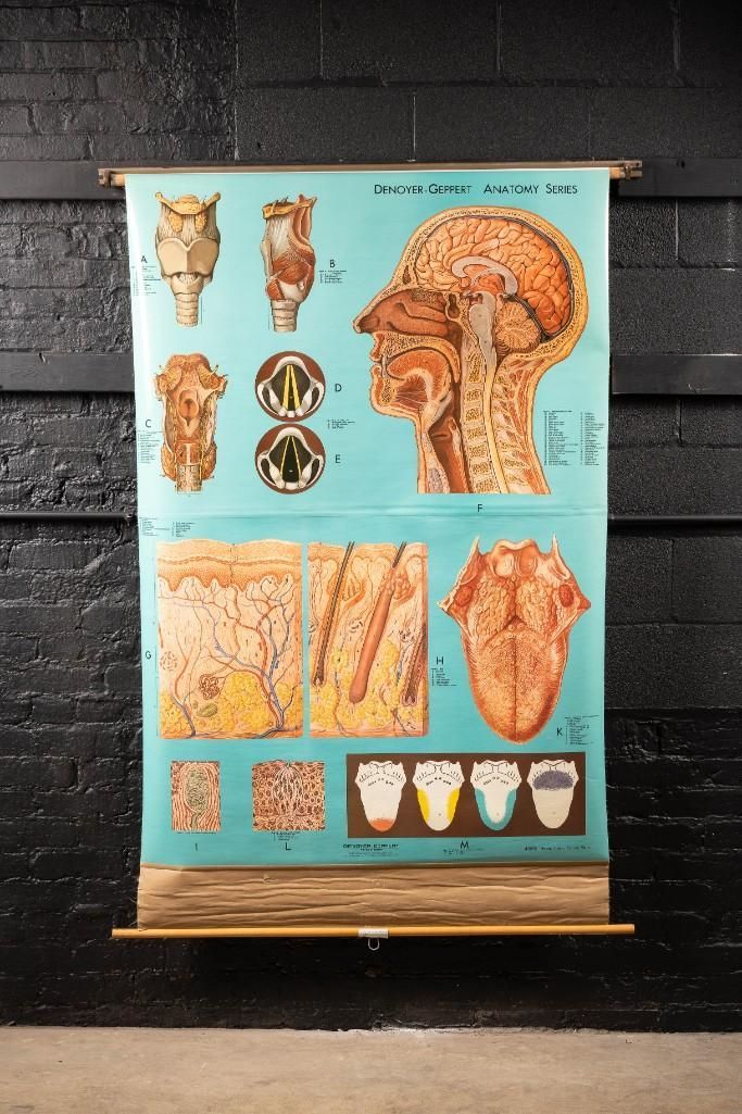 Lot 224: Vintage Tongue, Head, & Skin Anatomy Chart
