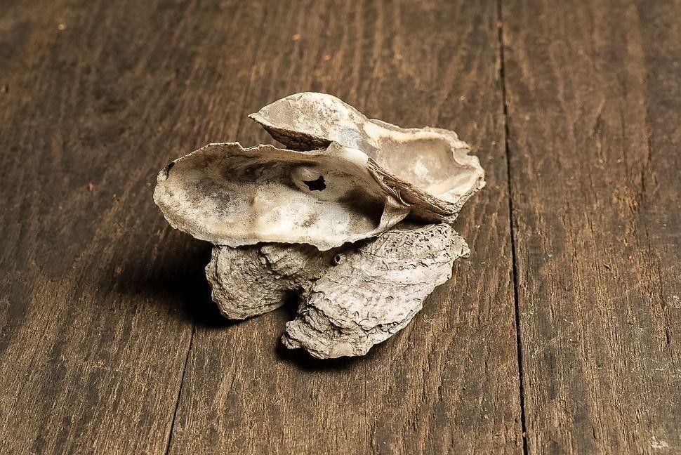 Lot 248: Vintage Oyster Shell Assemblage