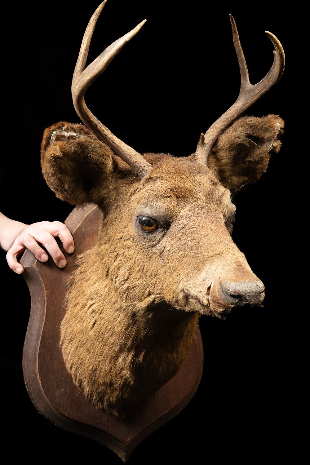 Lot 368: Vintage Whitetail Deer Taxidermy Mount