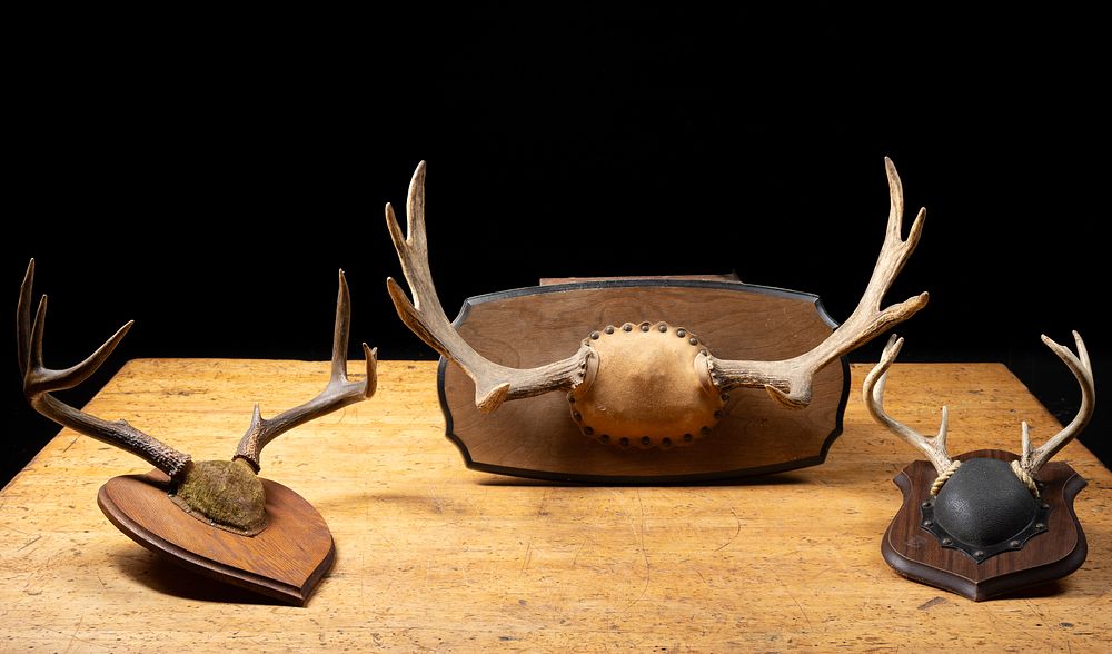 Lot 375: Lot of Three Mounted Deer and Elk Antler Displays