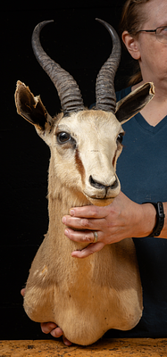 Taxidermy Dorcas Gazelle Shoulder Mount. C-22259 Taxidermy shoulder mount of a Dorcas Gazelle, a 