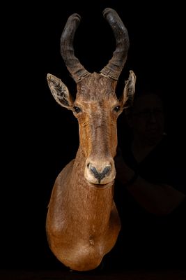 African Red Hartebeest Taxidermy Shoulder Mount. C-22260 Taxidermy shoulder mount of an African 