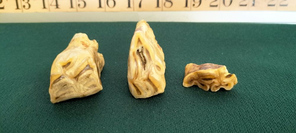 Lot 164 – Three Fossilised Pleistocene Equid Molars