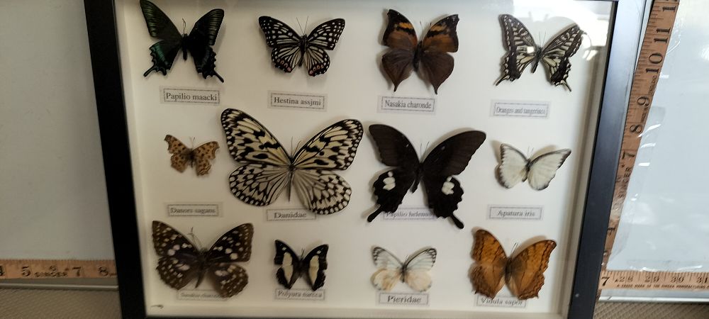 Lot 196 – A Wood Framed Collection of Twelve Butterfly Specimens