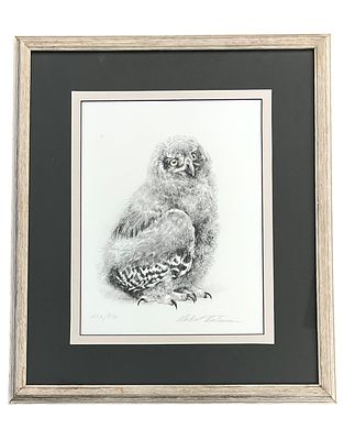 Young Snowy Owl Lithograph by Robert Bateman, Signed and Numbered. Young Snowy Owl Lithograph by 