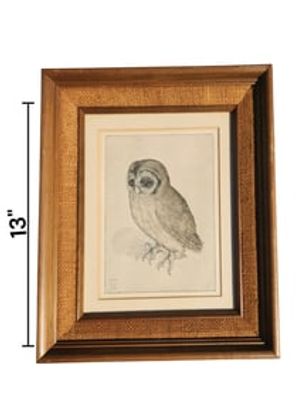 Albrecht Durer Tawny Owl Print, Framed. Albrecht Durer Tawny Owl Print. 
Overall great condition 