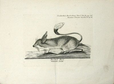 Гравюра. Земляной заяц. Из книги Самуэля Готлиба Гмелина (1745-1774) "Путешествие по России для 
