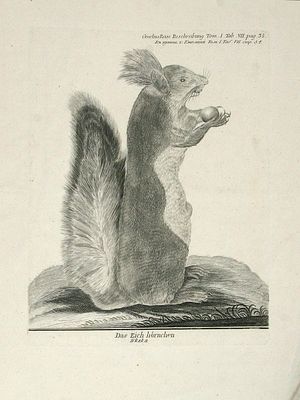 Гравюра. &laquo;Белка&raquo; . Из книги Самуэля Готлиба Гмелина (1745-1774) "Путешествие по России для 