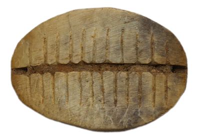 Платежное средство. Китай. Платежное средство в виде костяного подражания раковине каури. I 