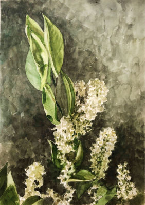 Бурков Александр Васильевич - Ветка черемухи. Бумага, акварель. 29,5&times;41,5. 2000 г. На обороте 