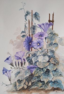 Лариса Дутова. Вьюнок. . Акварель, бумага. 40х30 см. Оформлена в цветное паспарту. 2023г . 