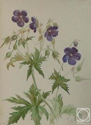 Добровольская Гаянэ - Полевая герань. бумага/акварель /21.5см x 15.5см /1994 г. / Гаянэ 