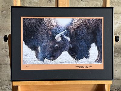 PHOTOGRAPH OF BISON LOCKING HORNS, YELLOWSTONE MAY 2009. Framed photograph of two bison locking 
