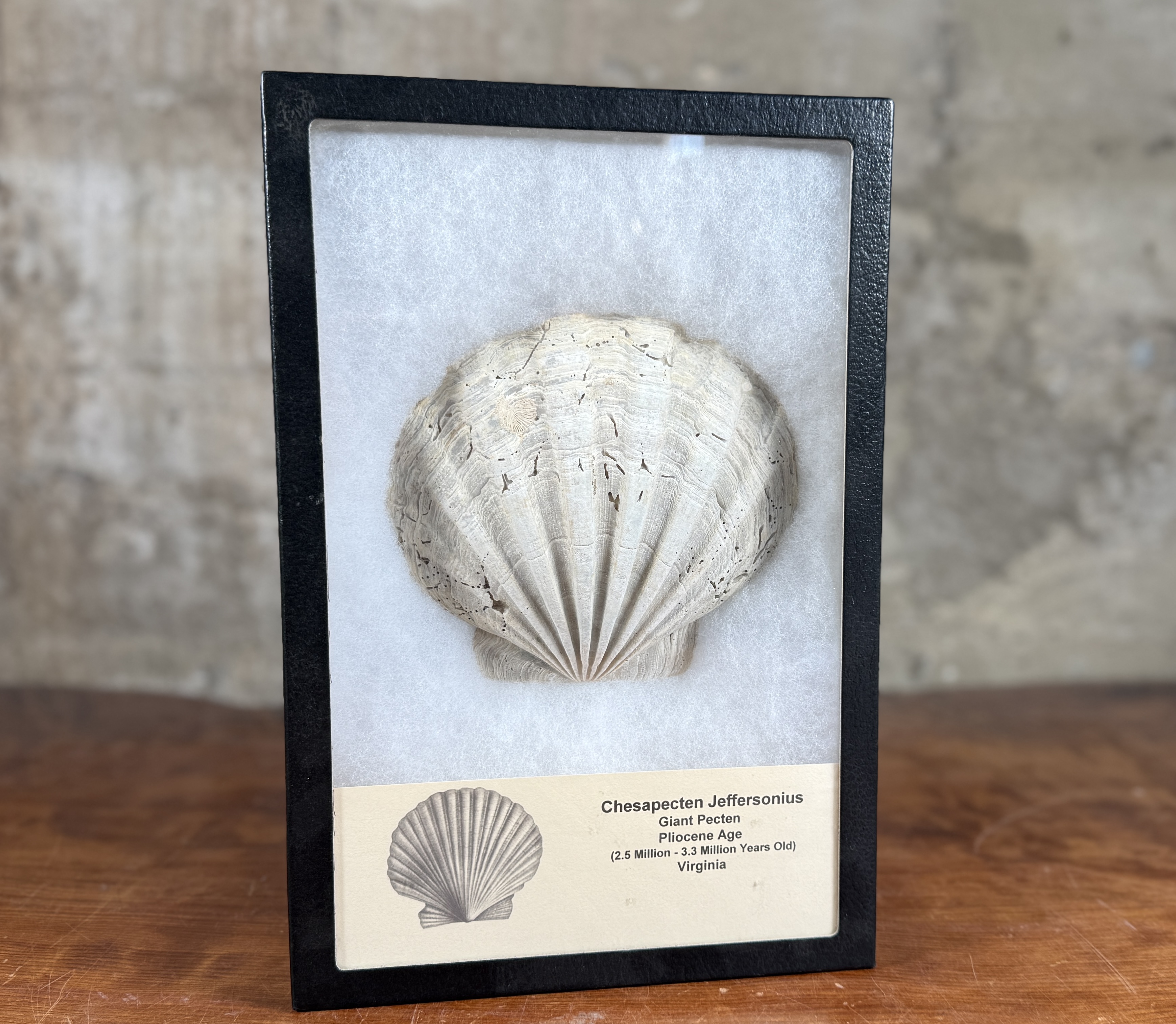 CHESAPECTEN JEFFERSONIUS FOSSIL