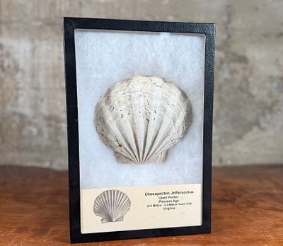 CHESAPECTEN JEFFERSONIUS FOSSIL. This lot features a Chesapecten jeffersonius fossil, also known 