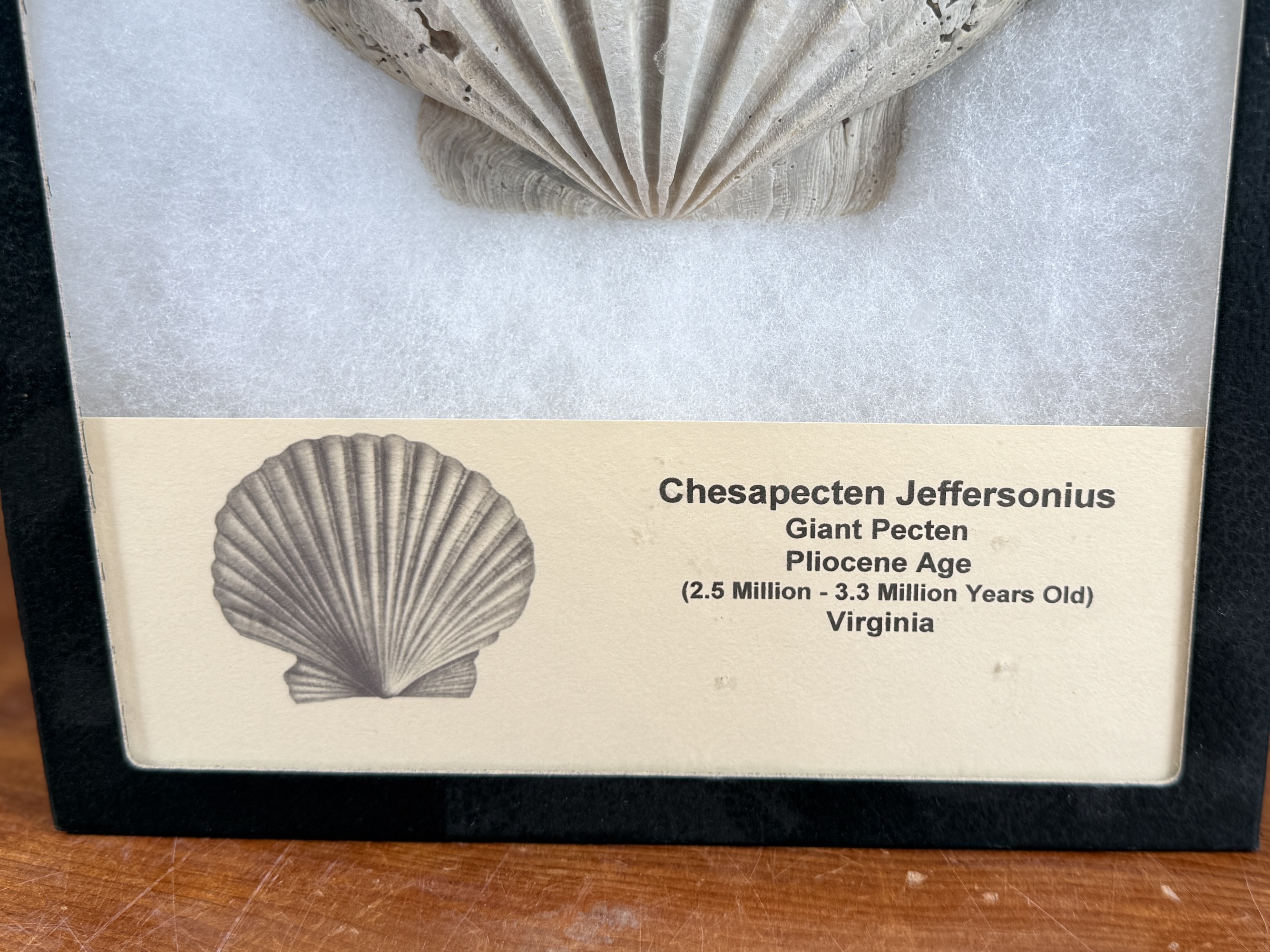 CHESAPECTEN JEFFERSONIUS FOSSIL