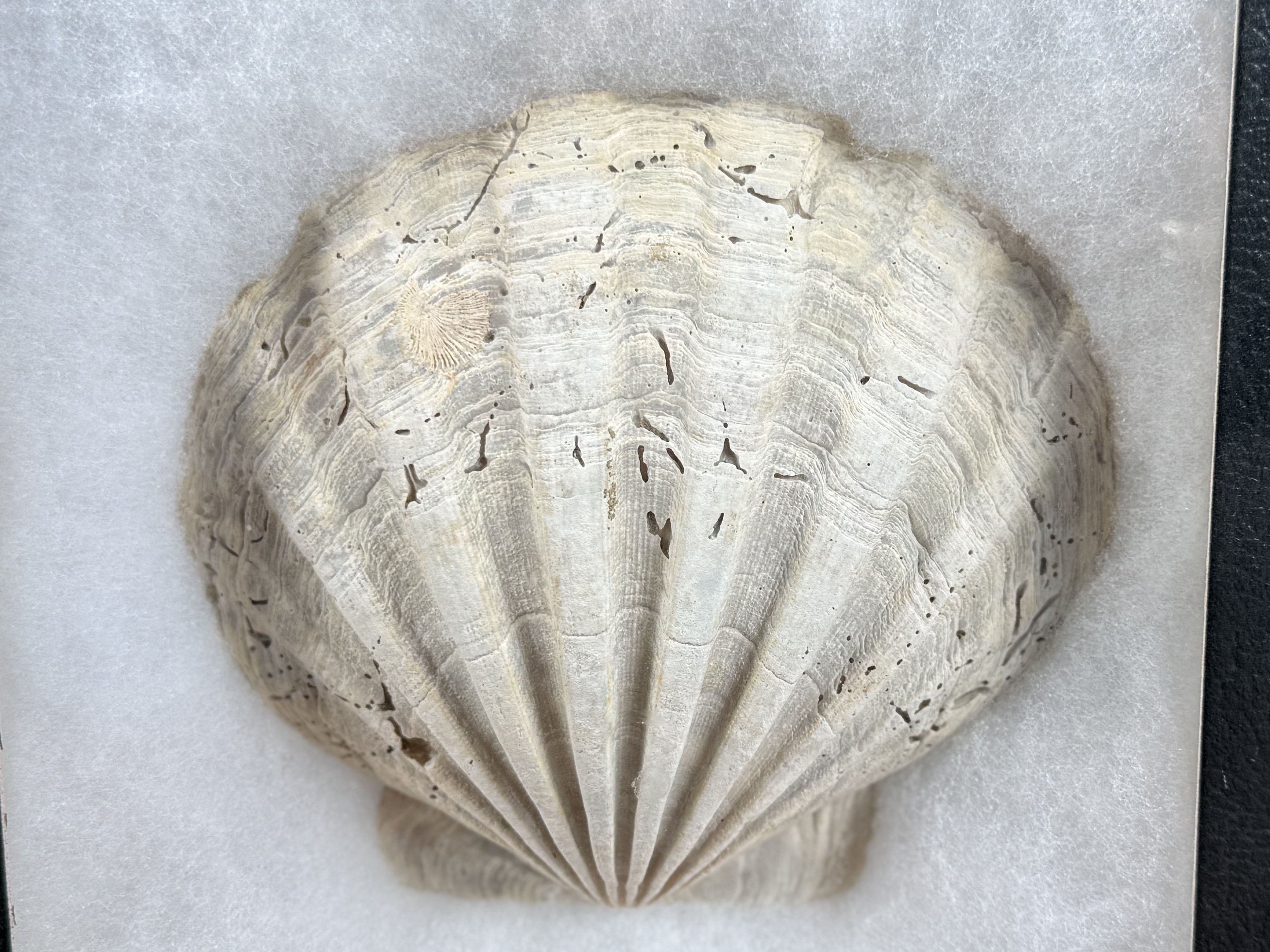CHESAPECTEN JEFFERSONIUS FOSSIL