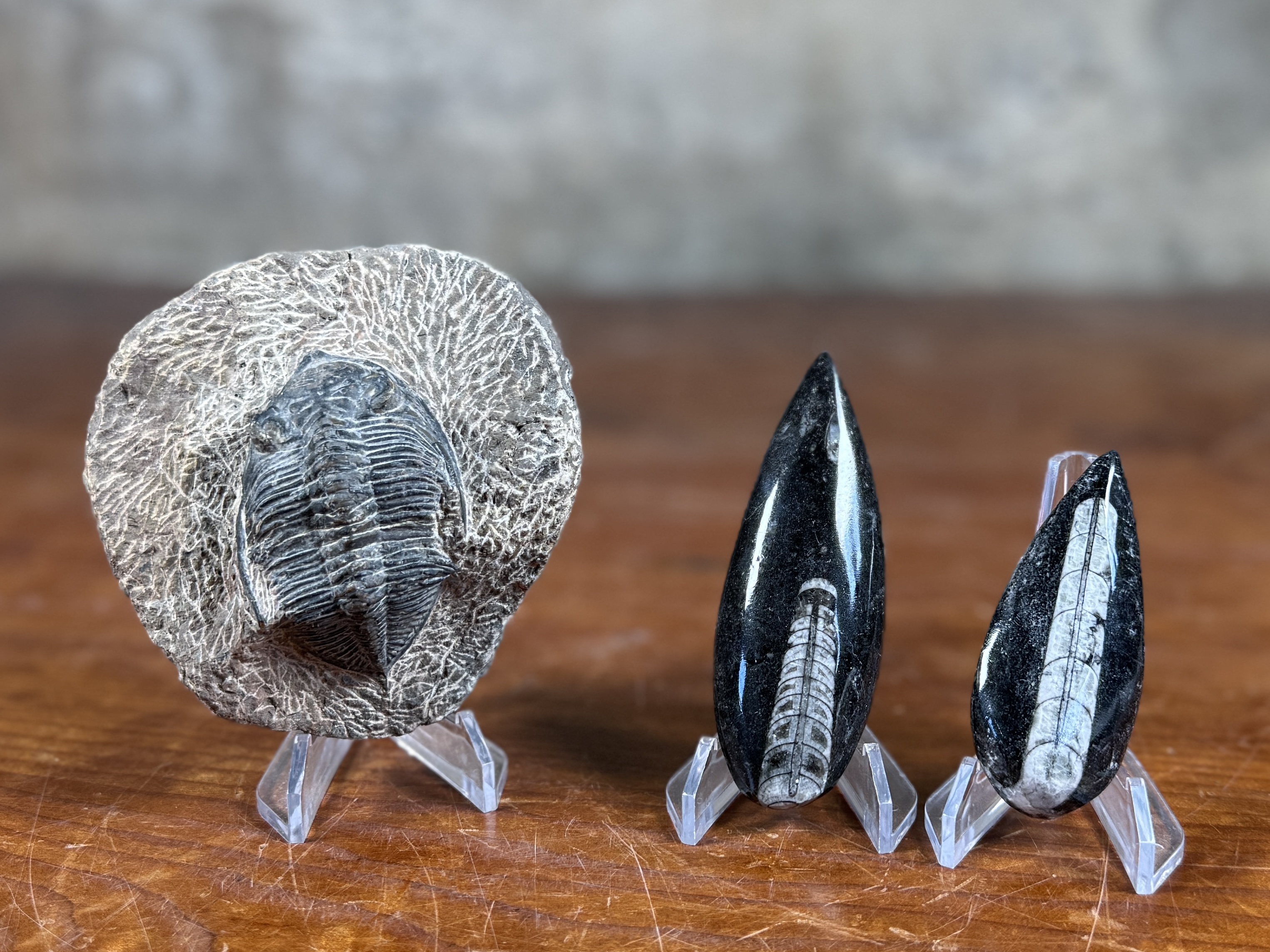 TRILOBITE & ORTHOCERAS FOSSIL COLLECTION